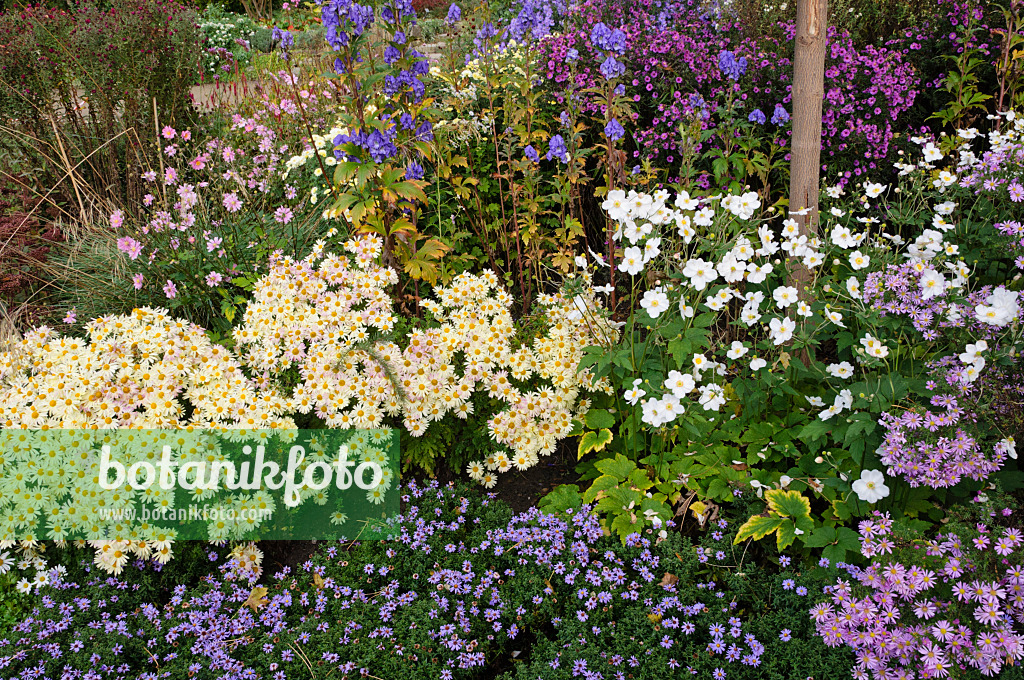 477105 - Chrysantheme (Chrysanthemum indicum 'Lichtkuppel'), Blauer Eisenhut (Aconitum napellus) und Herbstanemone (Anemone hupehensis var. japonica)