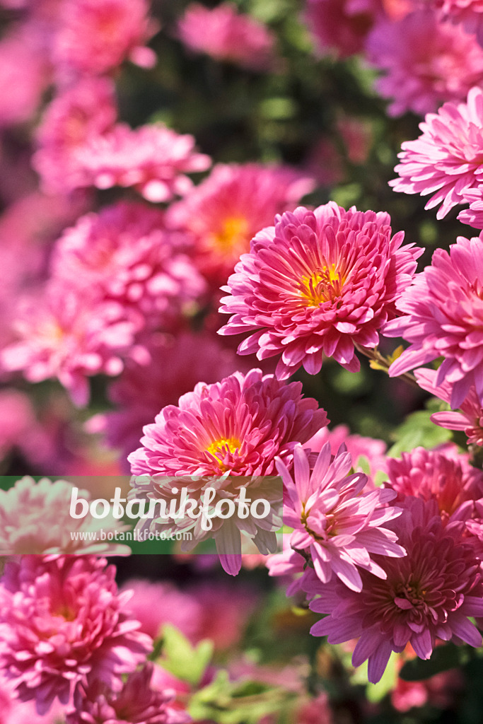 371011 - Chrysantheme (Chrysanthemum indicum 'Manito')