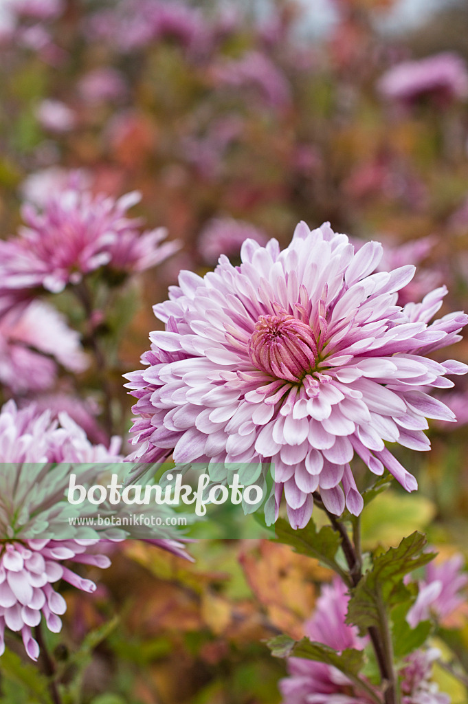 514038 - Chrysantheme (Chrysanthemum indicum 'Nebelrose')