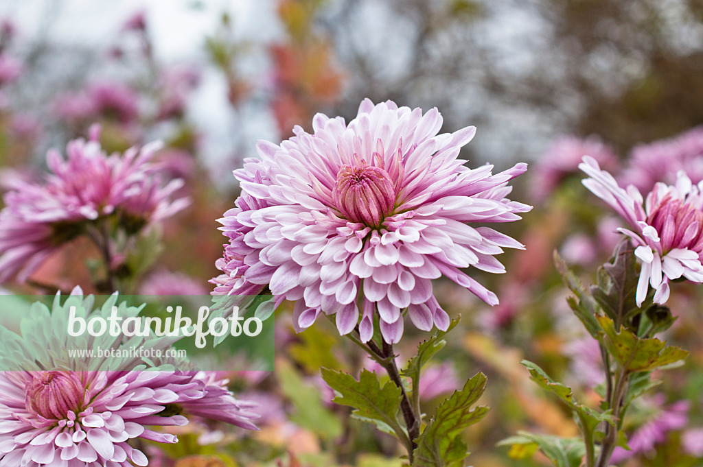 514039 - Chrysantheme (Chrysanthemum indicum 'Nebelrose')