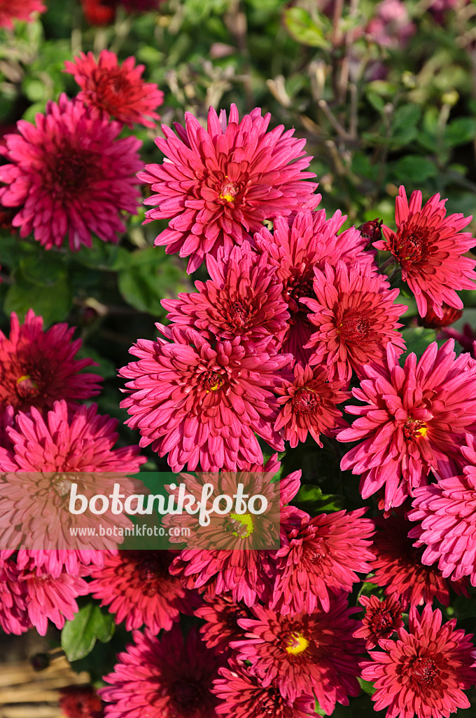 489101 - Chrysantheme (Chrysanthemum indicum 'Twinkle')