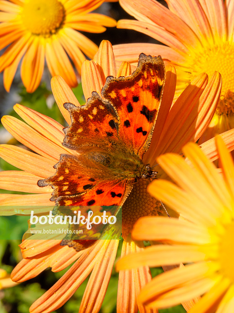 430127 - Chrysantheme (Chrysanthemum rubellum 'Mary Stoker') und C-Falter (Polygonia c-album syn. Nymphalis c-album)