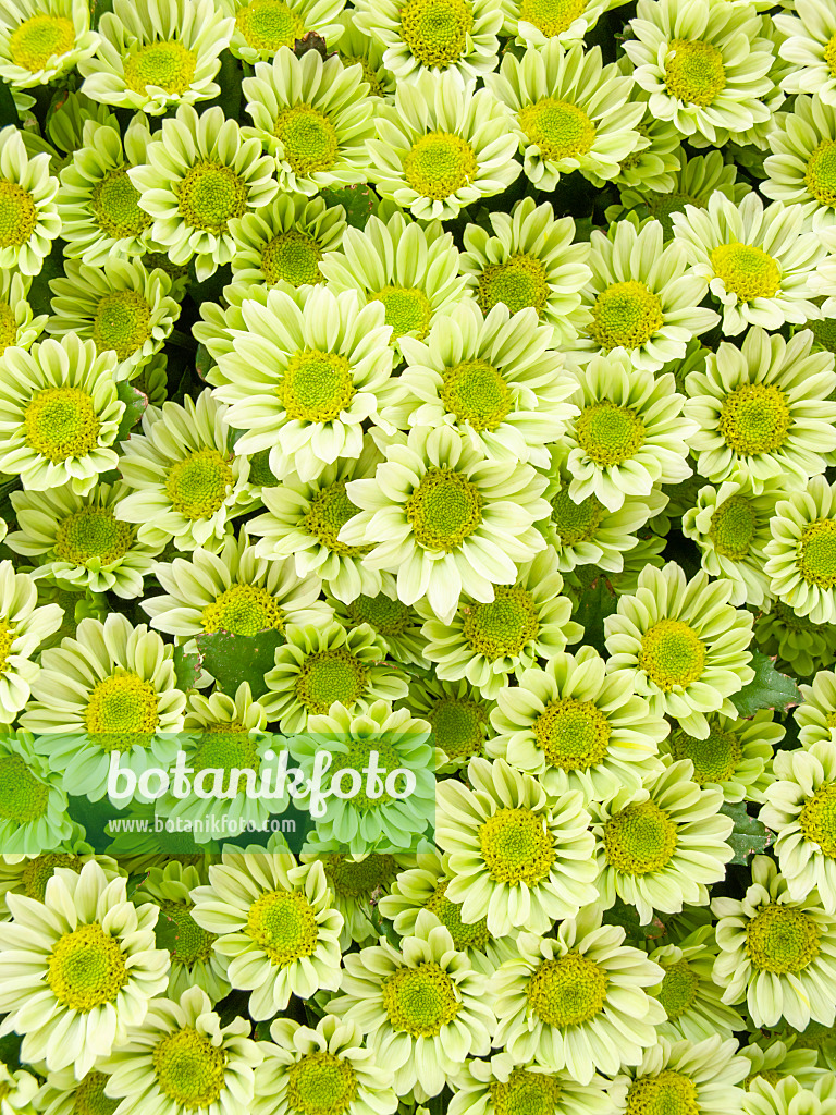 426177 - Chrysanthemen (Chrysanthemum)