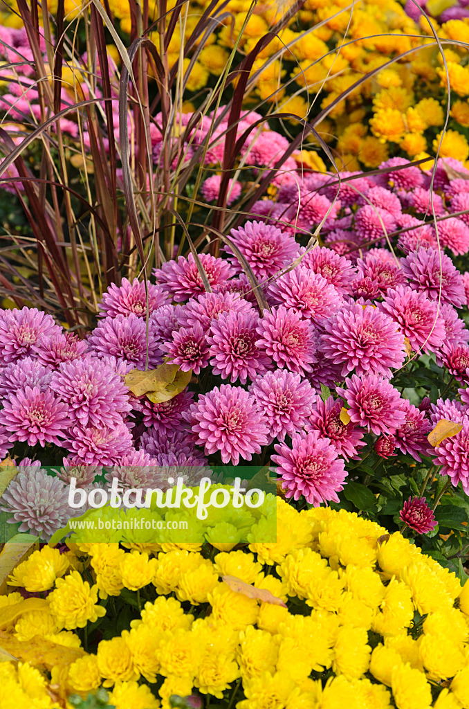 502042 - Chrysanthemen (Chrysanthemum)