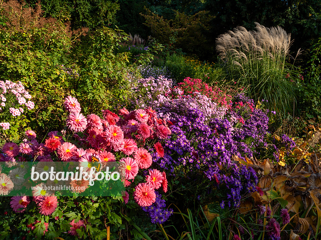 430121 - Chrysanthemen (Chrysanthemum), Astern (Aster) und Chinaschilf (Miscanthus sinensis)