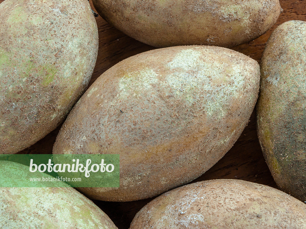 434302 - Ciku (Manilkara zapota) 434302 - Ciku (Manilkara zapota)