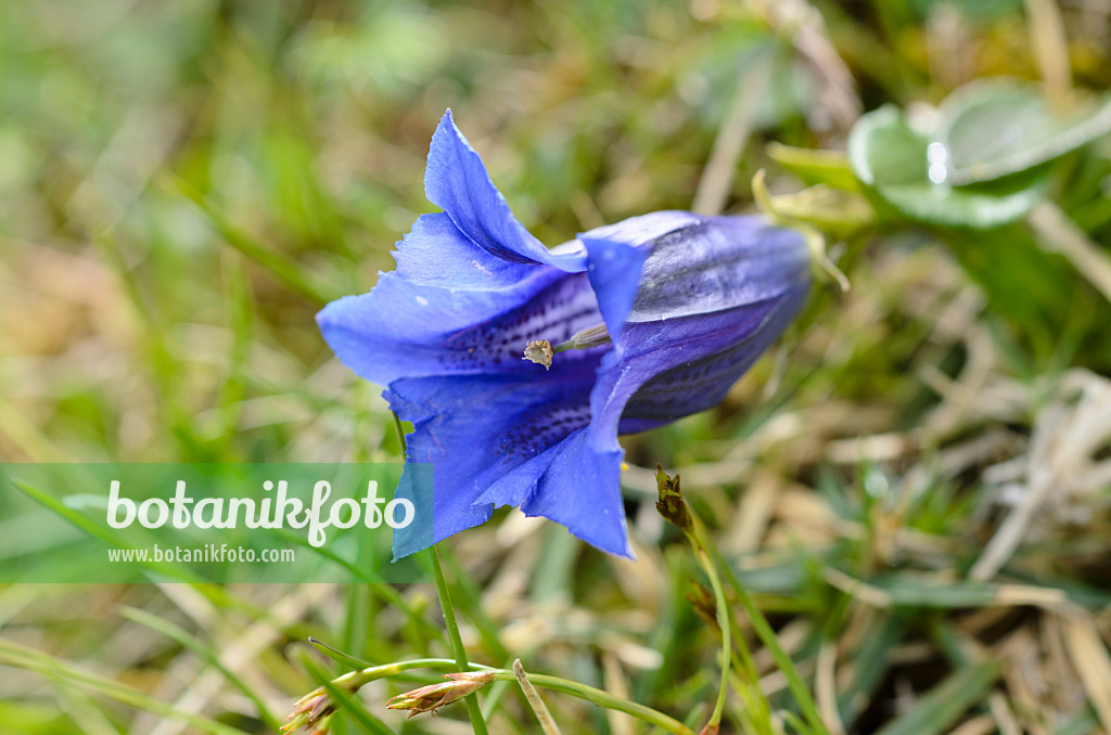 497039 - Clusius-Enzian (Gentiana clusii)