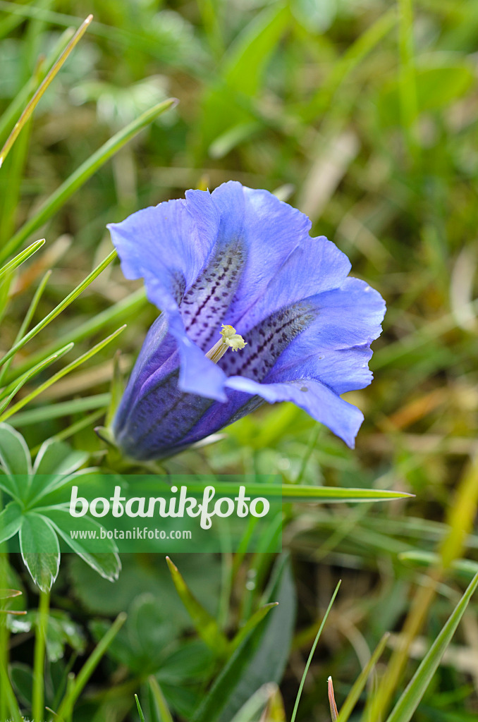 497041 - Clusius-Enzian (Gentiana clusii)