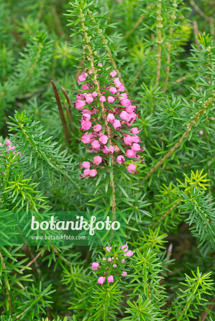 559029 - Cornwall-Heide (Erica vagans 'Mrs D.F. Maxwell')