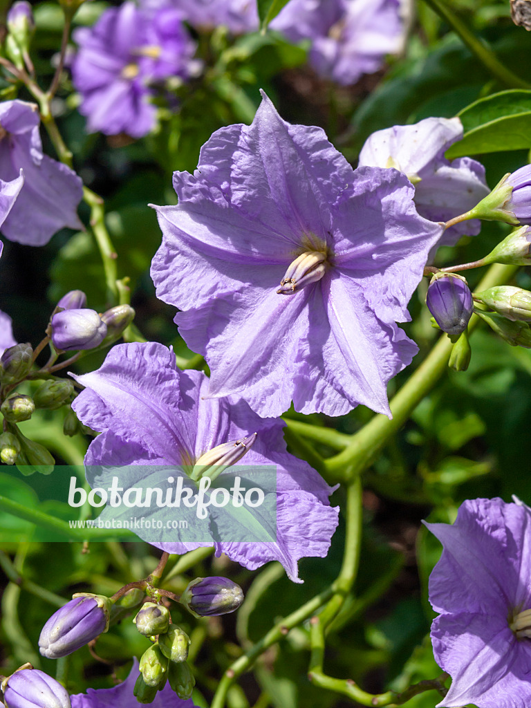 427107 - Costa-Rica-Nachtschatten (Solanum wendlandii)