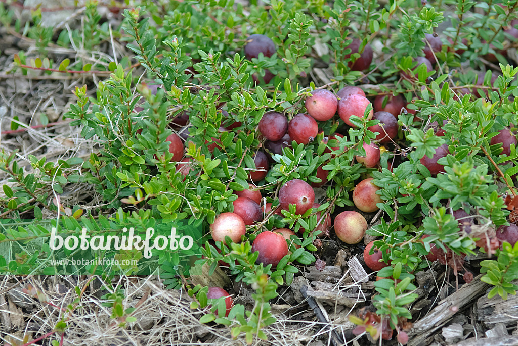 490182 - Cranberry (Vaccinium macrocarpon)