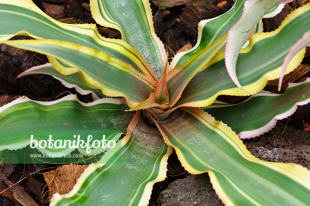 467013 - Cryptanthus