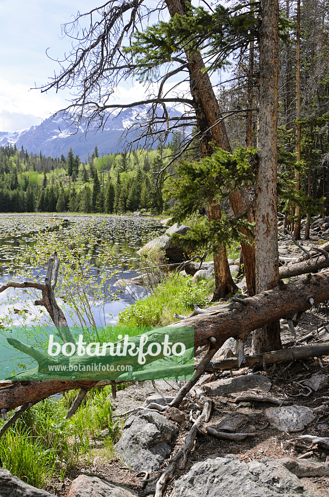 508356 - Cub Lake, Rocky-Mountain-Nationalpark, Colorado, USA