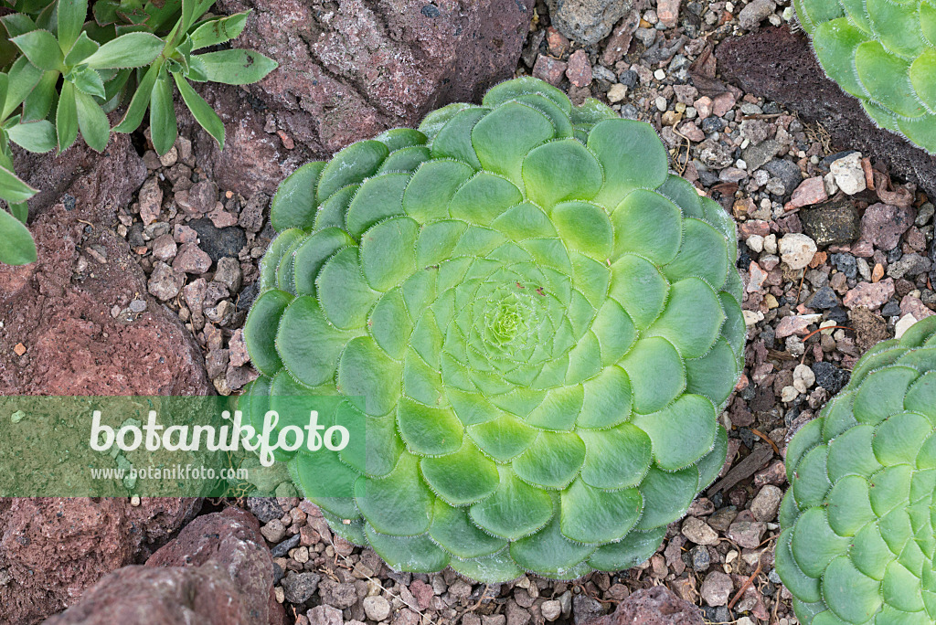 551037 - Dachwurz (Aeonium tabuliforme)