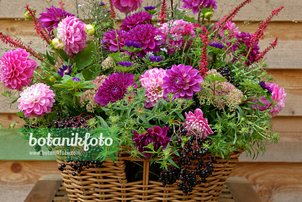 460001 - Dahlie (Dahlia), Aster (Aster), Kerzenknöterich (Bistorta amplexicaulis 'Firetail' syn. Polygonum amplexicaule 'Firetail') und Schwarzer Holunder (Sambucus nigra)