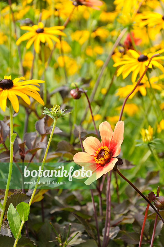 487260 - Dahlie (Dahlia) und Gewöhnlicher Sonnenhut (Rudbeckia fulgida)