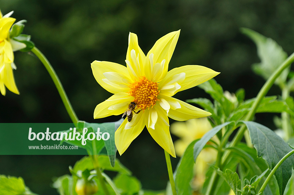 487142 - Dahlie (Dahlia Ginny Ann)