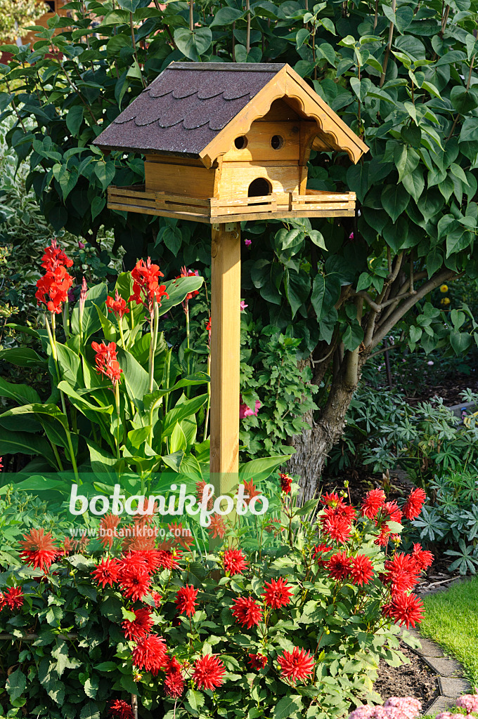 476096 - Dahlie (Dahlia) und Indisches Blumenrohr (Canna indica) mit Vogelhaus