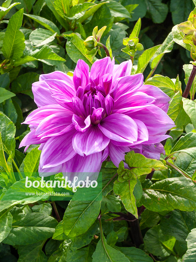 405011 - Dahlie (Dahlia Lilac Time)