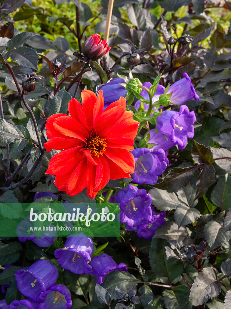 405012 - Dahlie (Dahlia Olympic Fire) und Glockenblume (Campanula)