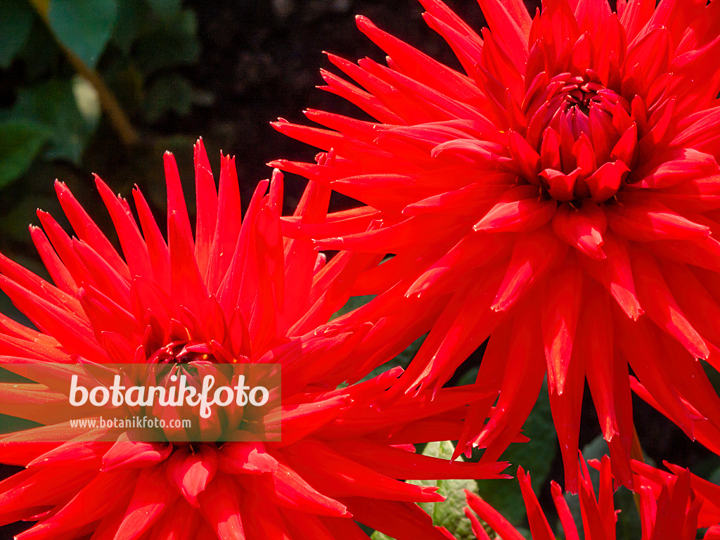 417021 - Dahlie (Dahlia Scarlet Star)