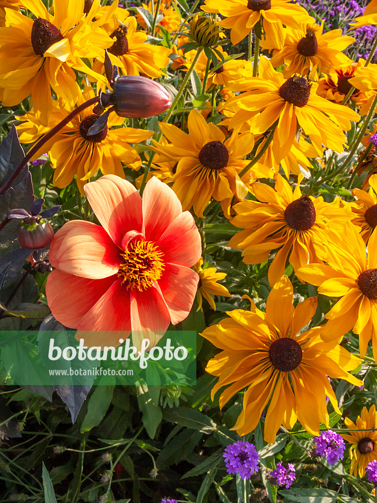 417020 - Dahlie (Dahlia) und Sonnenhut (Rudbeckia)