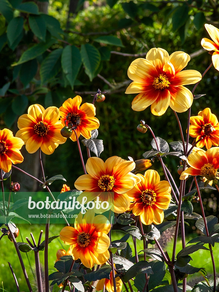 441154 - Dahlie (Dahlia Sunshine)