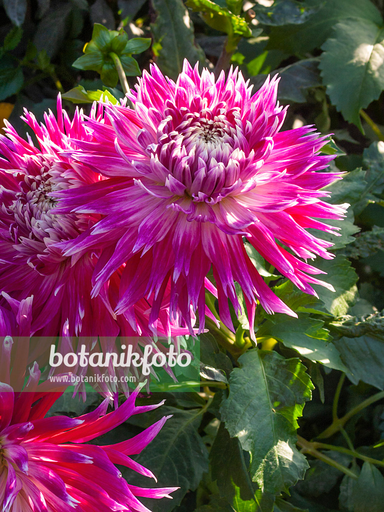 405050 - Dahlie (Dahlia Vancouver)