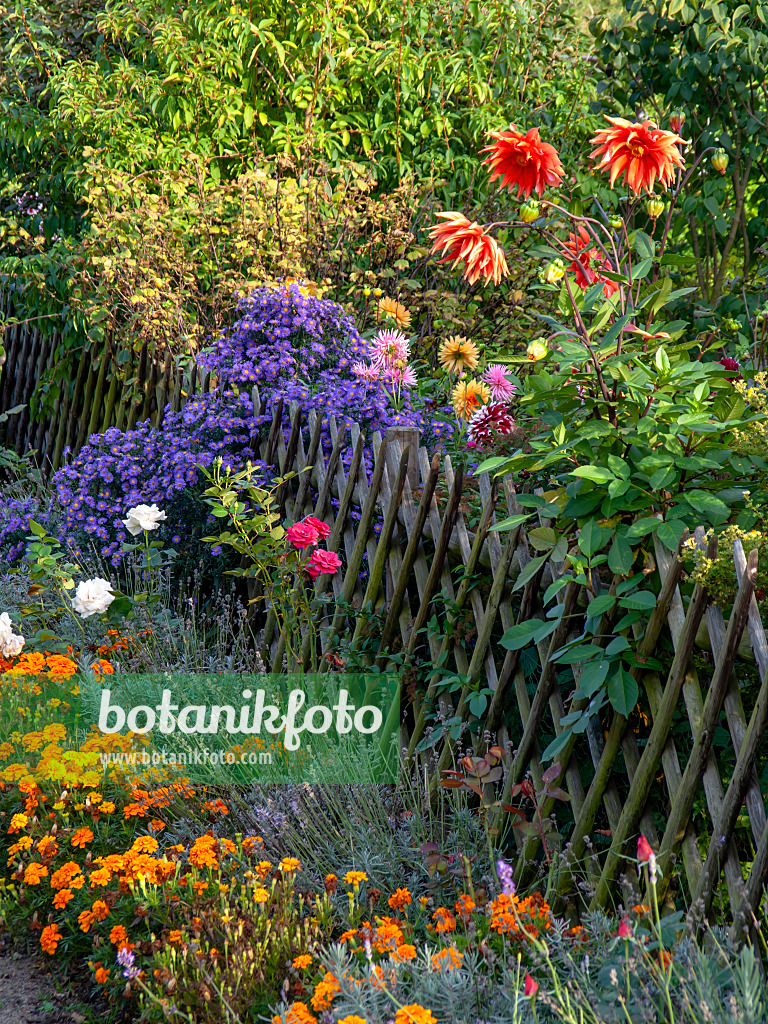 442024 - Dahlien (Dahlia), Astern (Aster) und Studentenblumen (Tagetes)