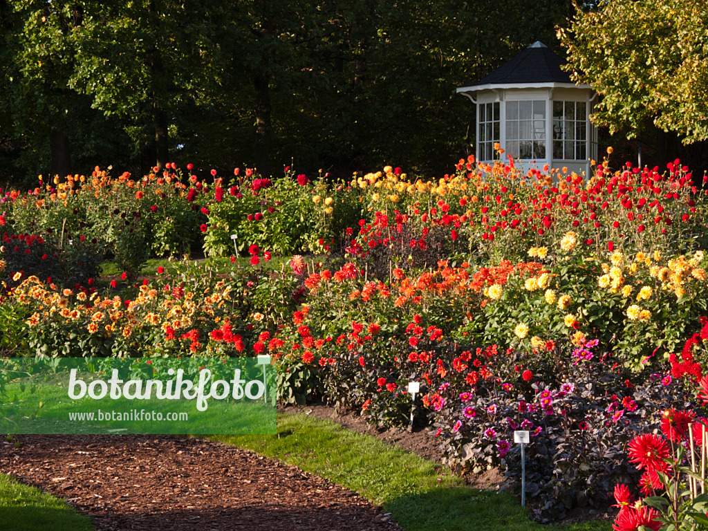 418060 - Dahliengarten, Britzer Garten, Berlin, Deutschland