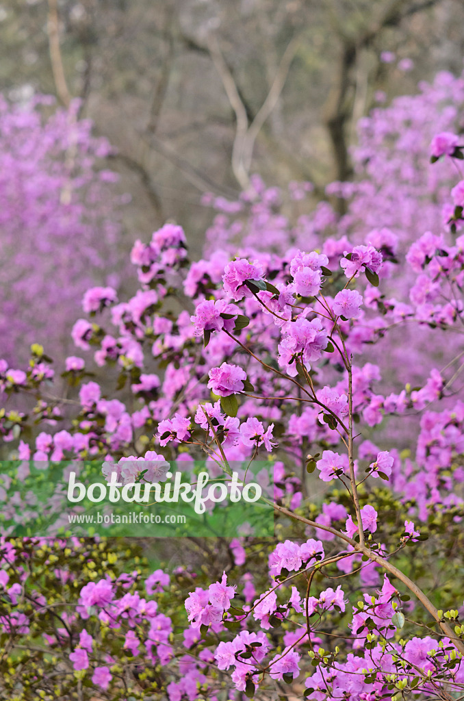 542018 - Dahurische Azalee (Rhododendron dauricum syn. Rhododendron sichotense)