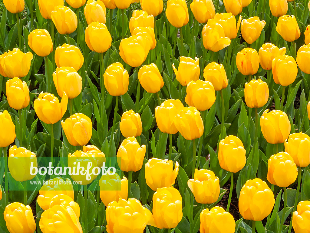 401075 - Darwin-Hybrid-Tulpe (Tulipa Golden Apeldoorn)