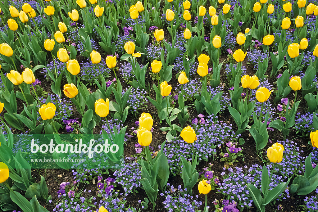 390008 - Darwin-Hybrid-Tulpe (Tulipa Golden Parade)