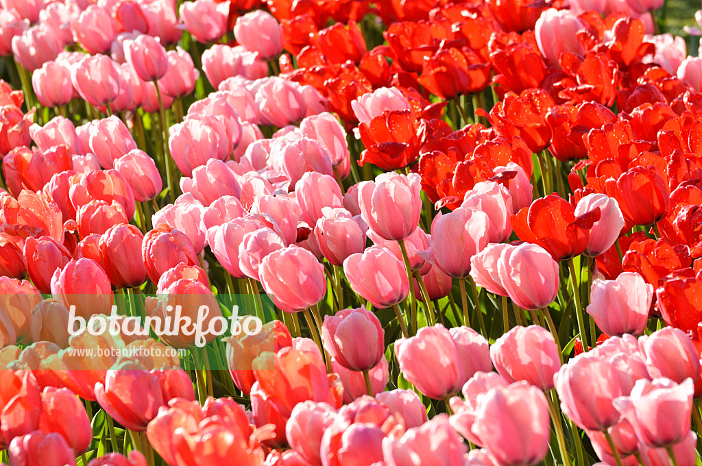 484051 - Darwin-Hybrid-Tulpe (Tulipa Salmon Impression, Tulipa Pink Impression und Tulipa Red Impression)