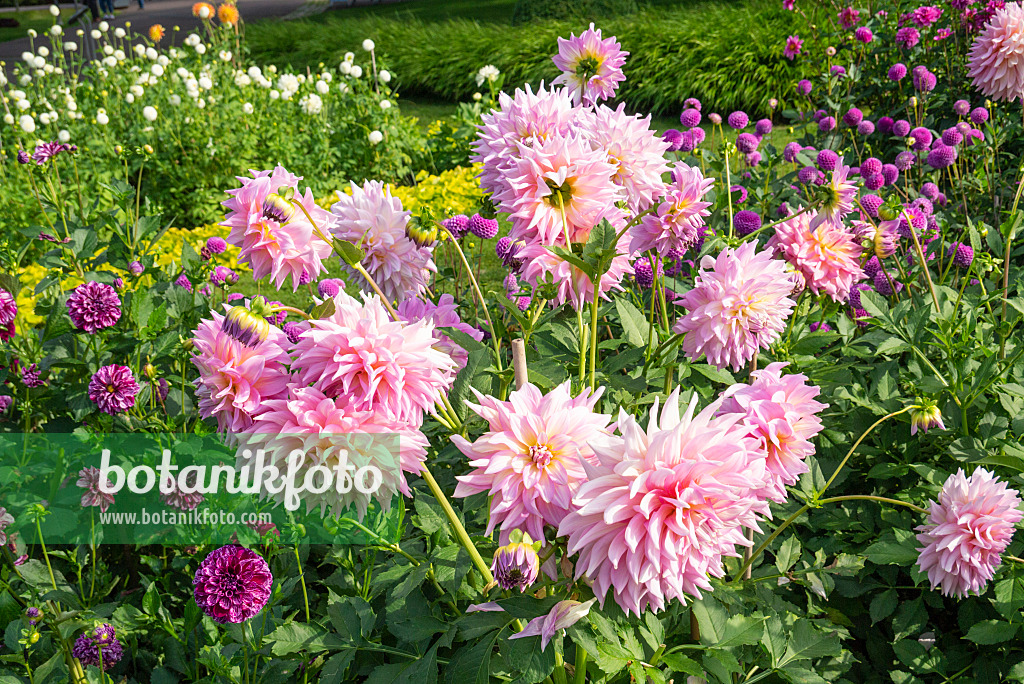 625048 - Dekorative Dahlie (Dahlia Almand's Climax)