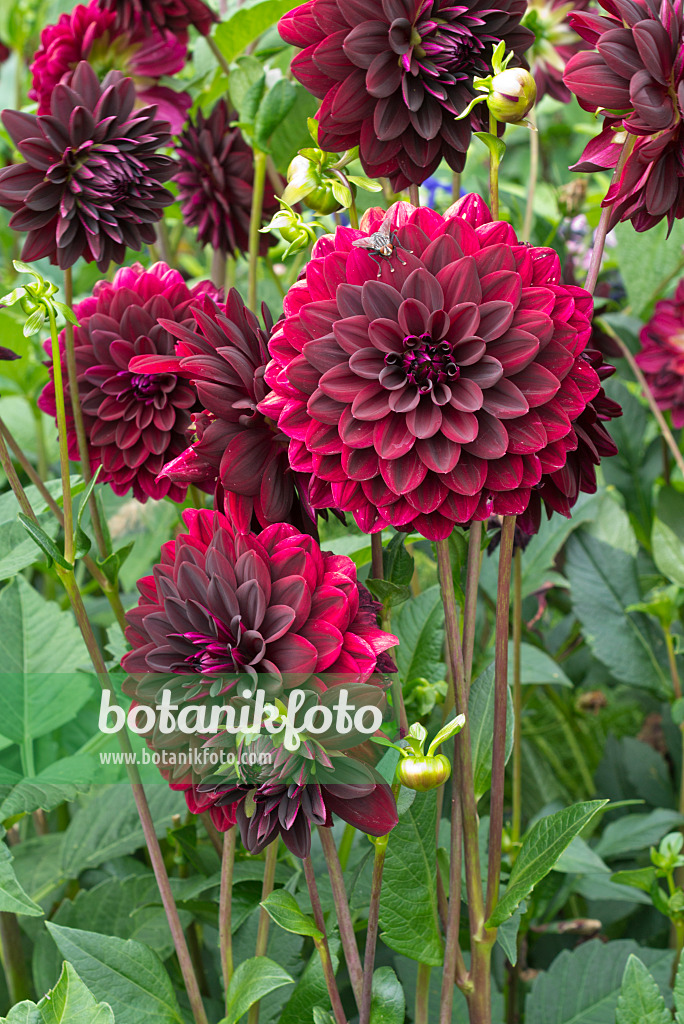 561048 - Dekorative Dahlie (Dahlia Arabian Night)