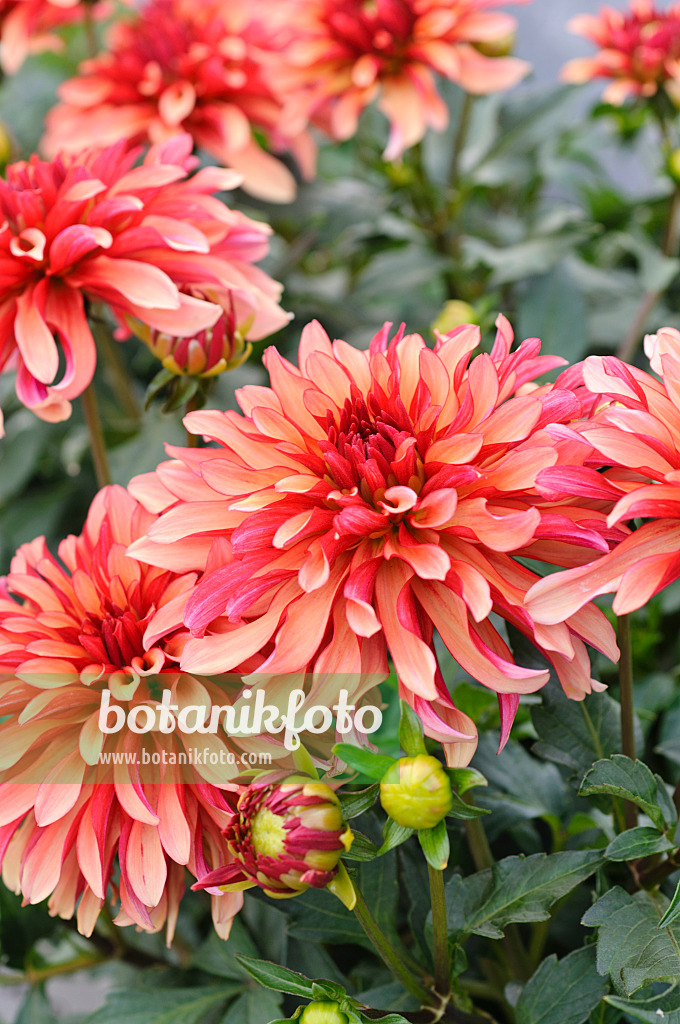 476124 - Dekorative Dahlie (Dahlia Art Deco)