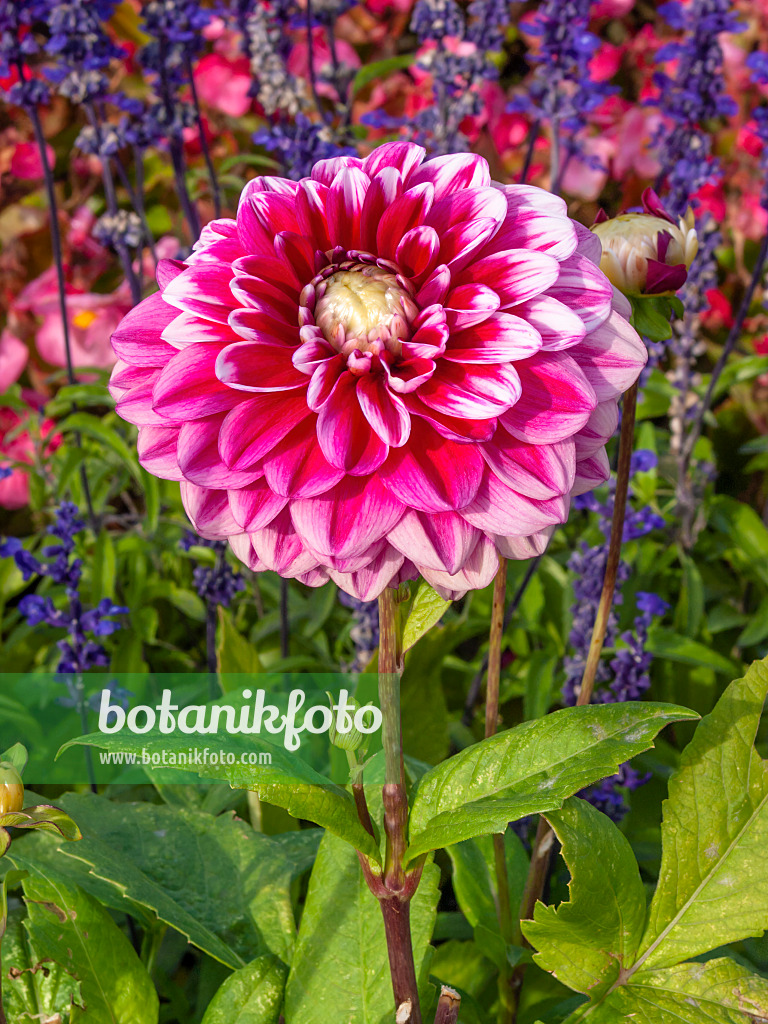 405003 - Dekorative Dahlie (Dahlia Edinburgh)