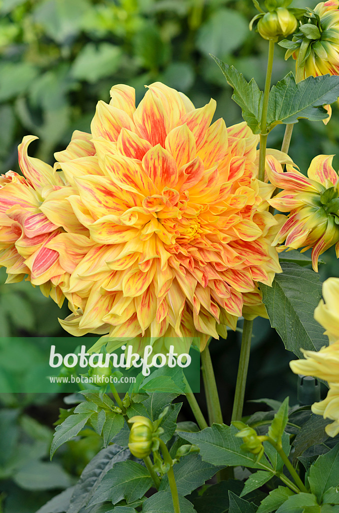 524118 - Dekorative Dahlie (Dahlia Explosion)