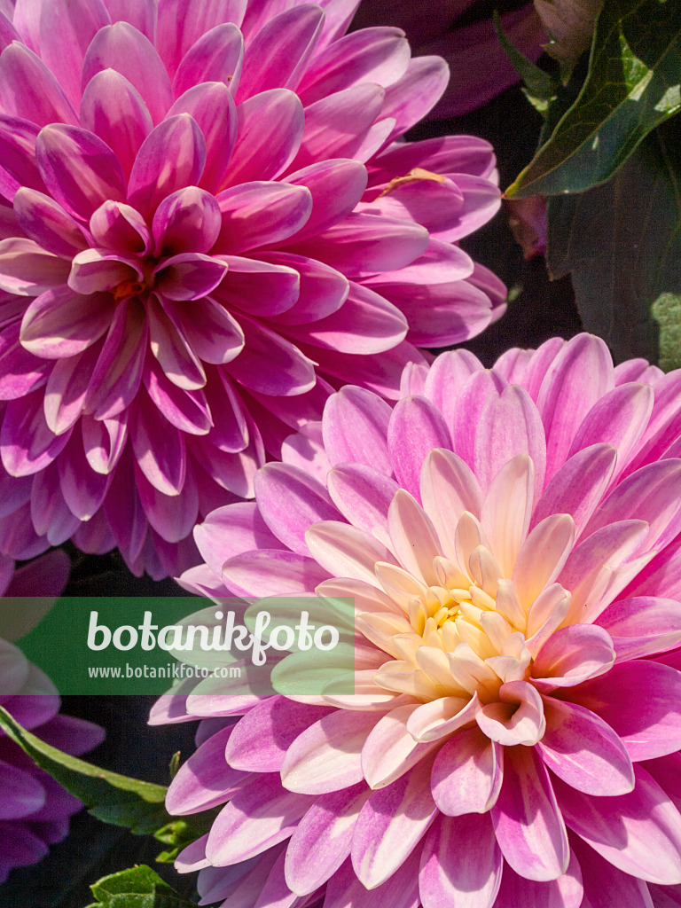 417016 - Dekorative Dahlie (Dahlia Gallery Rembrandt)