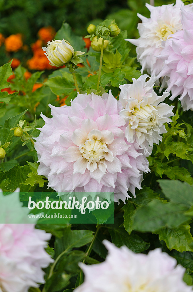 524026 - Dekorative Dahlie (Dahlia Gitts Perfection)