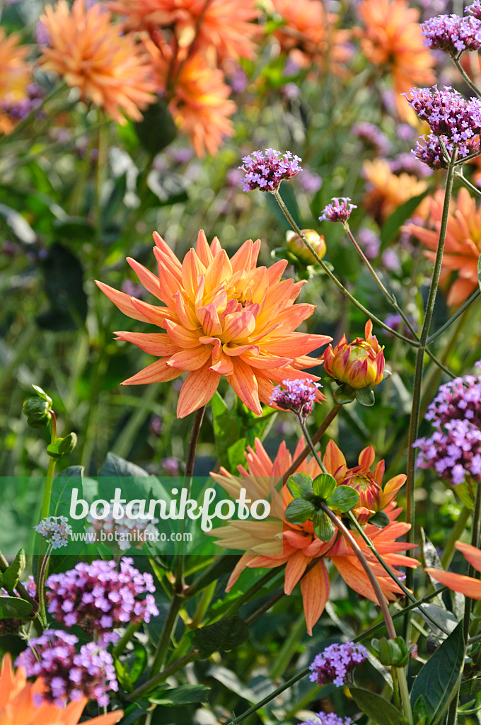 487268 - Dekorative Dahlie (Dahlia Karma Naomi) und Argentinisches Eisenkraut (Verbena bonariensis)