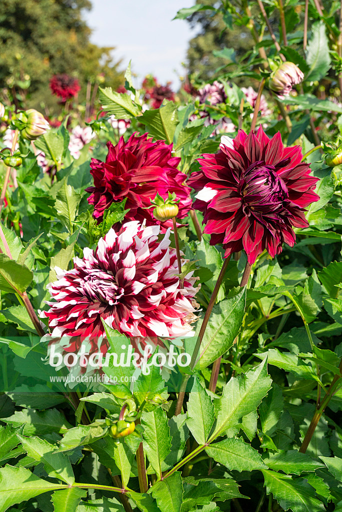 625050 - Dekorative Dahlie (Dahlia Kazusa-shiranami)