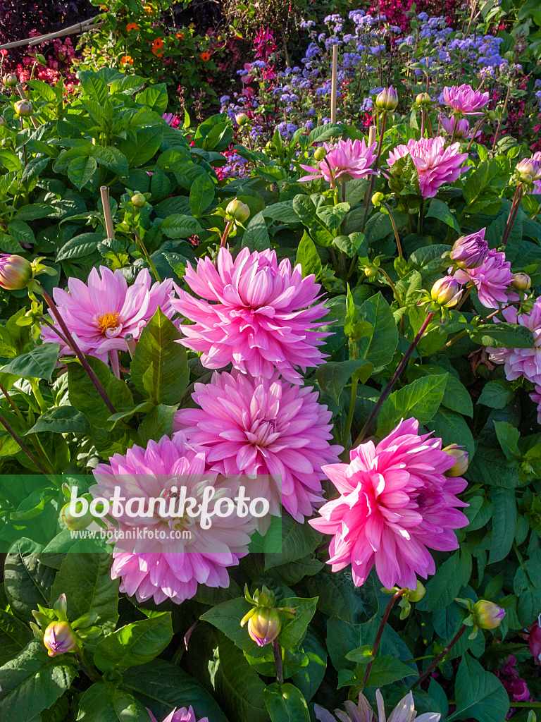 405060 - Dekorative Dahlie (Dahlia Otto's Thrill)