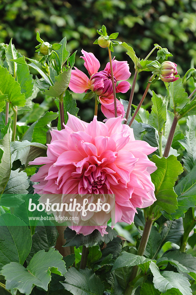 487150 - Dekorative Dahlie (Dahlia Otto's Thrill)