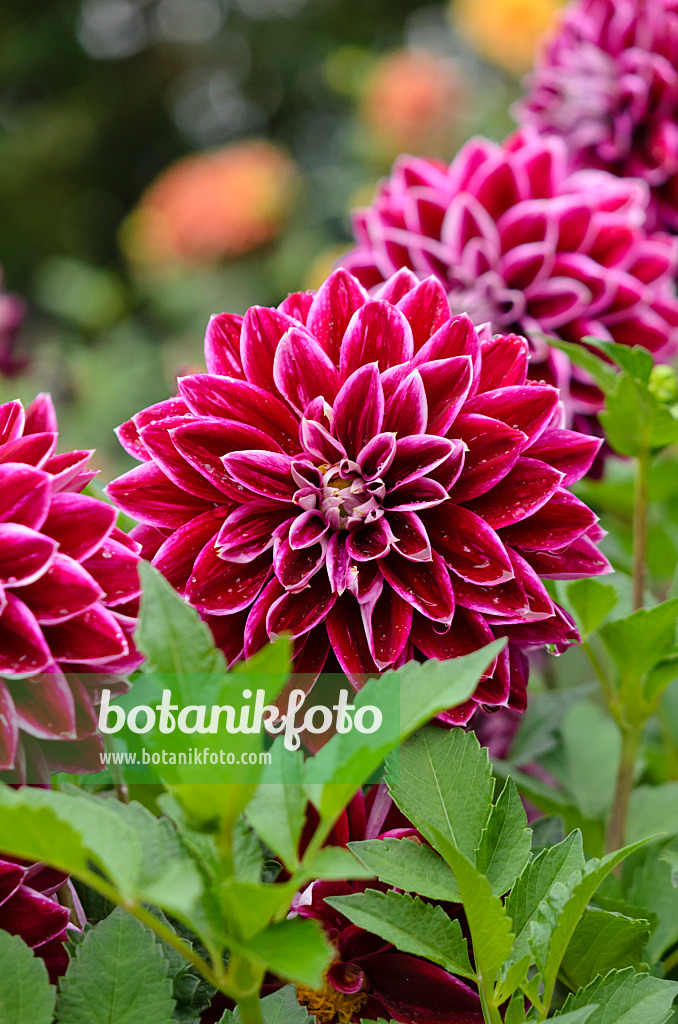 524040 - Dekorative Dahlie (Dahlia Purple Pearl)