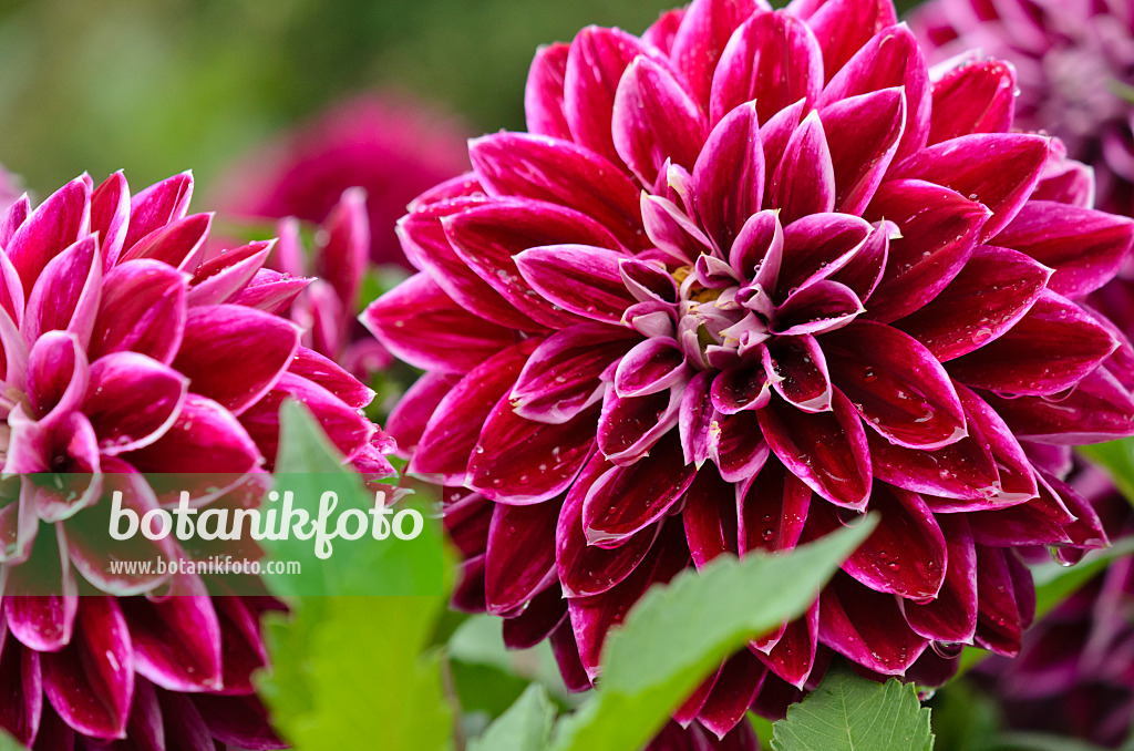 524041 - Dekorative Dahlie (Dahlia Purple Pearl)