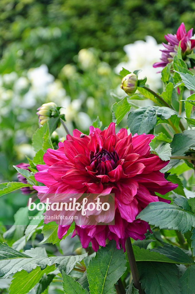 487154 - Dekorative Dahlie (Dahlia Purple Taiheijo)