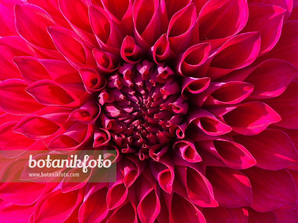 418058 - Dekorative Dahlie (Dahlia Red Royal Diana)