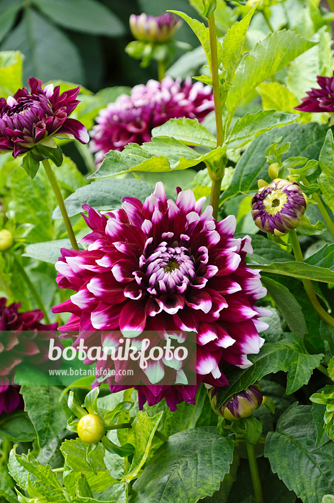 487146 - Dekorative Dahlie (Dahlia Rothesay Reveller)